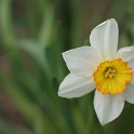 Macro fleurs La Tour - 038